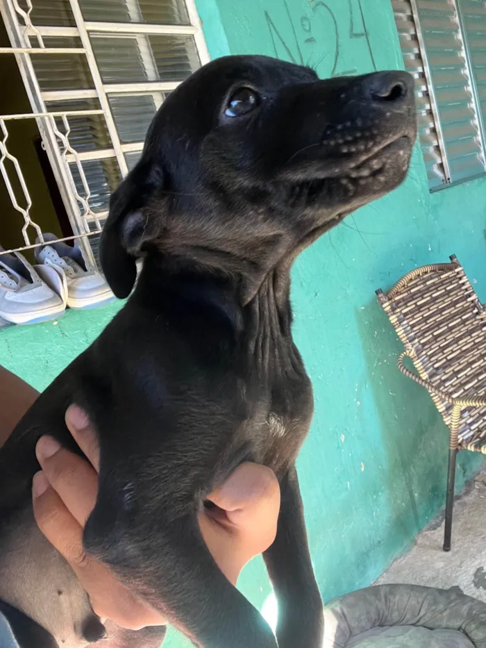 Cachorro ra a SRD-ViraLata idade 2 a 6 meses nome sem nome no momento 