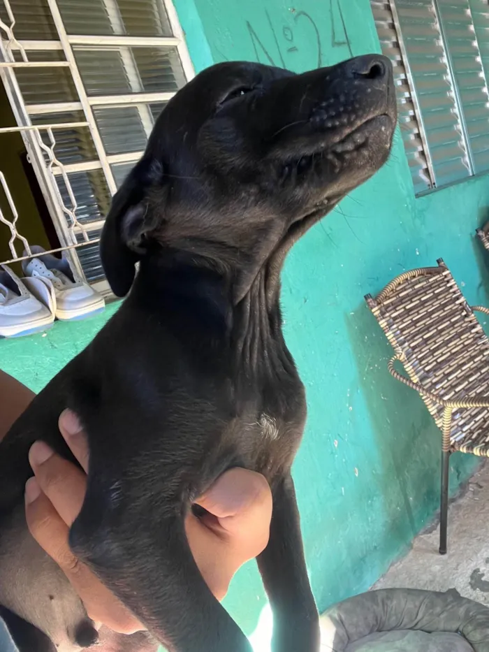 Cachorro ra a SRD-ViraLata idade 2 a 6 meses nome sem nome no momento 