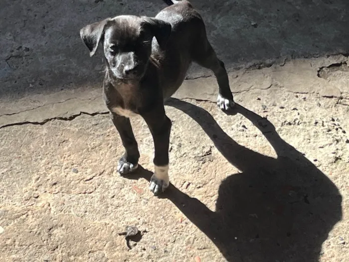 Cachorro ra a SRD-ViraLata idade 2 a 6 meses nome sem nome no momento 