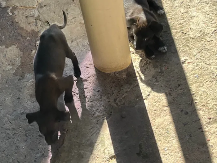 Cachorro ra a SRD-ViraLata idade 2 a 6 meses nome sem nome no momento 