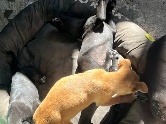 Cachorro ra a SRD-ViraLata idade 2 a 6 meses nome sem nome no momento 