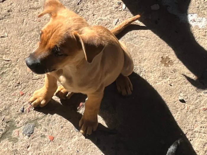 Cachorro ra a SRD-ViraLata idade 2 a 6 meses nome sem nome no momento 