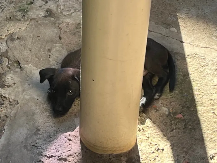 Cachorro ra a SRD-ViraLata idade 2 a 6 meses nome sem nome no momento 