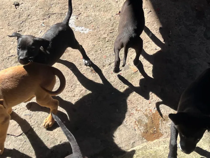 Cachorro ra a SRD-ViraLata idade 2 a 6 meses nome sem nome no momento 