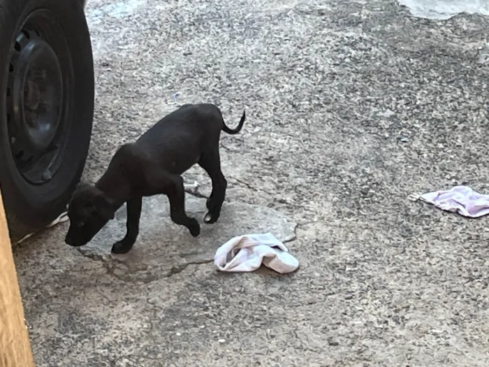 Cachorro ra a SRD-ViraLata idade 2 a 6 meses nome sem nome no momento 