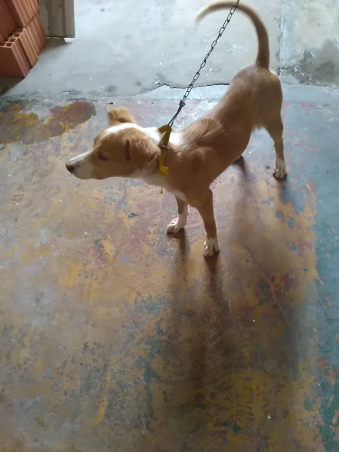 Cachorro ra a SRD-ViraLata idade 2 a 6 meses nome Mel