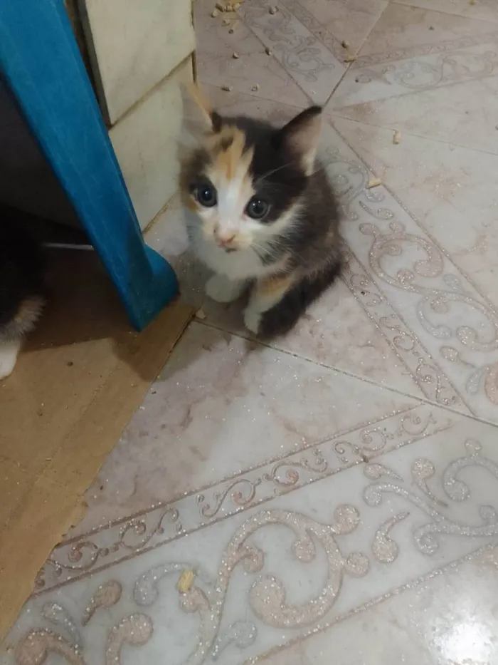 Gato ra a Srd idade Abaixo de 2 meses nome .......
