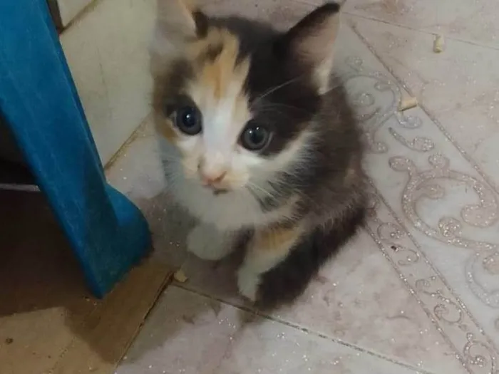 Gato ra a Srd idade Abaixo de 2 meses nome .......