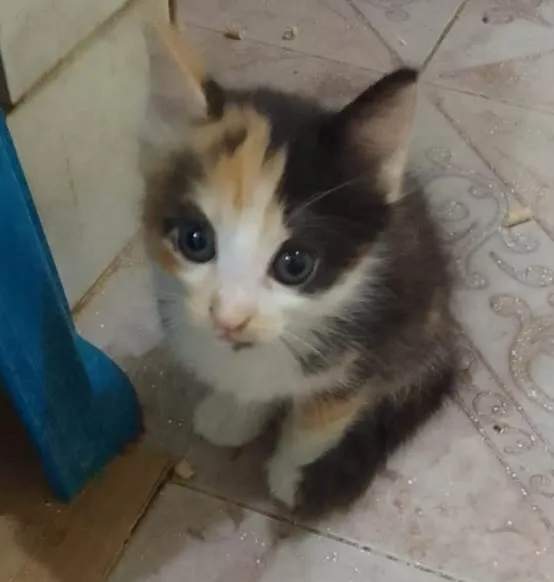 Gato ra a Srd idade Abaixo de 2 meses nome .......