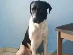 Cachorro raça Labrador com vira lata  idade 3 anos nome Toby