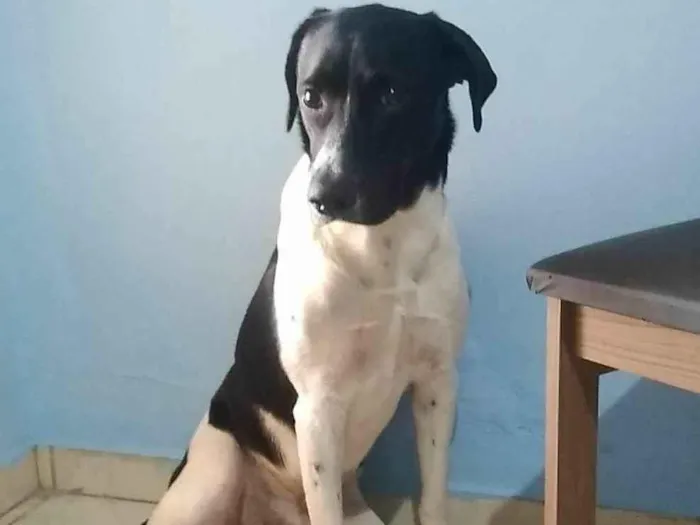 Cachorro ra a Labrador com vira lata  idade 3 anos nome Toby