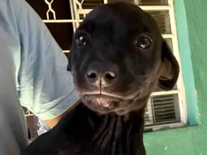 Cachorro raça SRD-ViraLata idade 2 a 6 meses nome sem nome no momento 