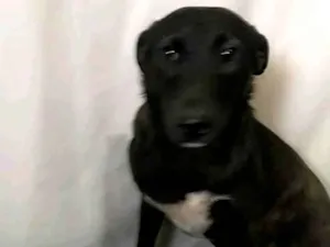 Cachorro raça SRD-ViraLata idade 7 a 11 meses nome Dobby