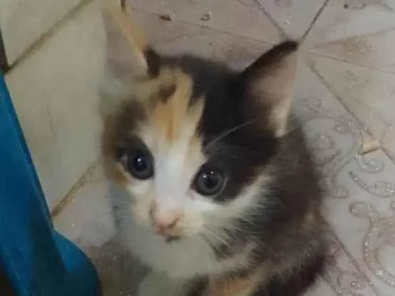 Gato ra a Srd idade Abaixo de 2 meses nome .......