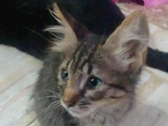 Gato ra a Srd idade 2 a 6 meses nome ......