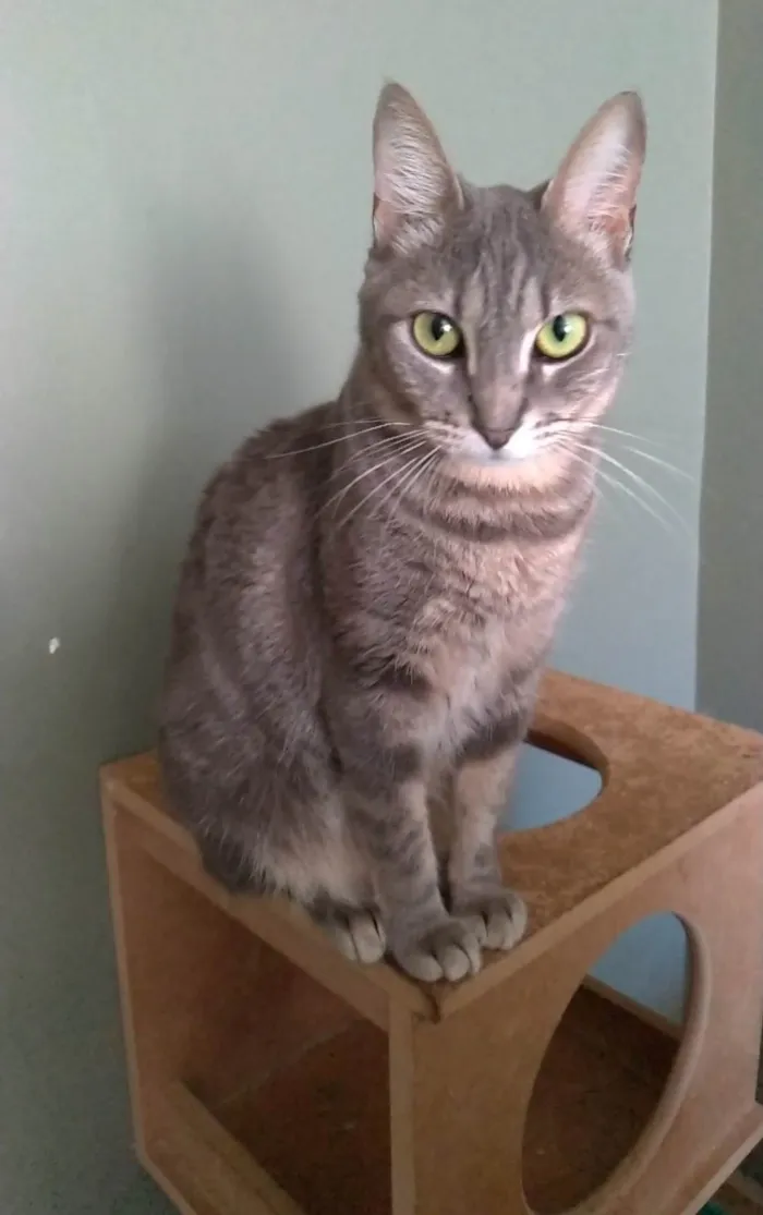 Gato ra a srd tigradinha  idade 2 anos nome ADELLY
