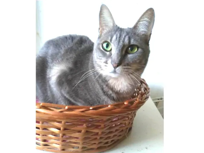 Gato ra a srd tigradinha  idade 2 anos nome ADELLY