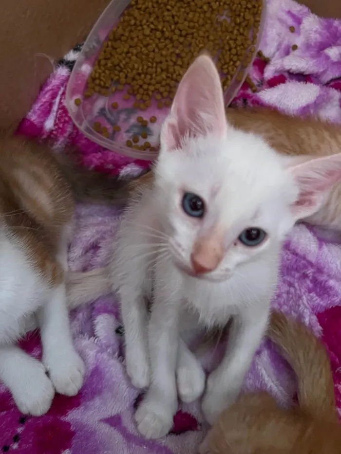 Gato ra a  idade  nome filhotes 