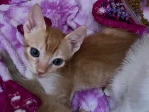 Gato raça  idade  nome filhotes 