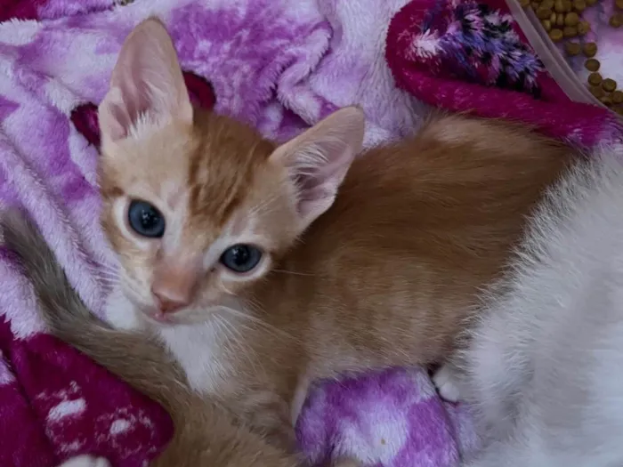 Gato ra a  idade  nome filhotes 