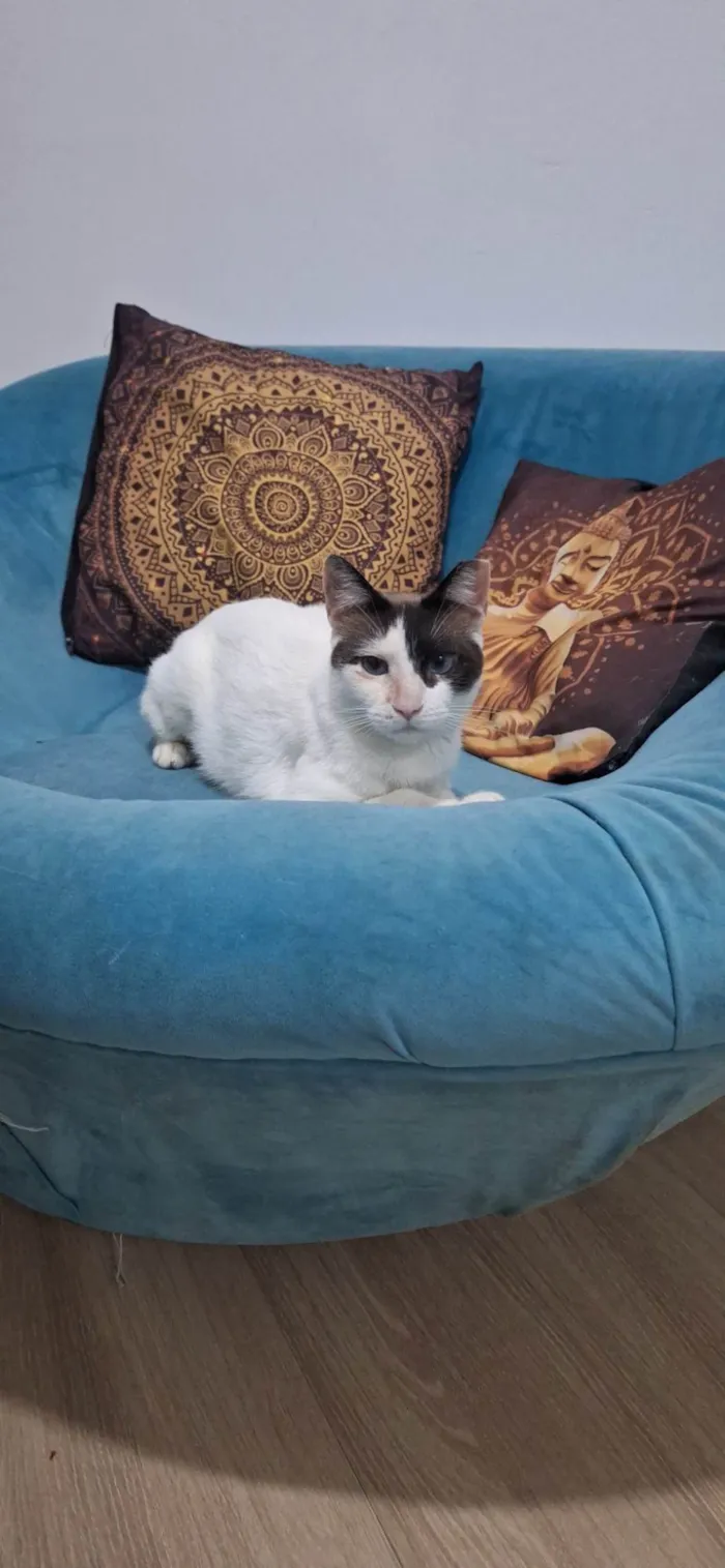 Gato ra a SRD-ViraLata idade 1 ano nome LILICA