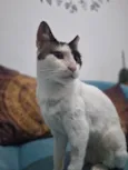 LILICA