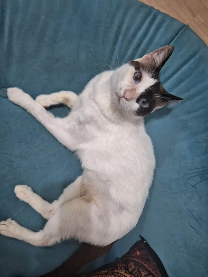 Gato ra a SRD-ViraLata idade 1 ano nome LILICA
