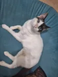 LILICA