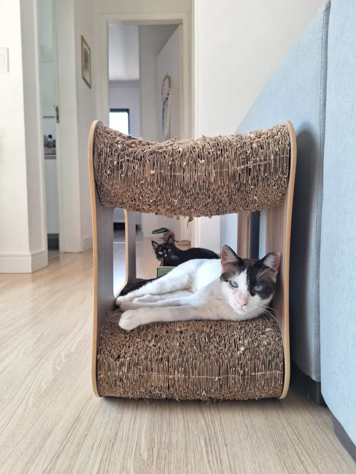 Gato ra a SRD-ViraLata idade 1 ano nome LILICA
