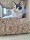 LILICA
