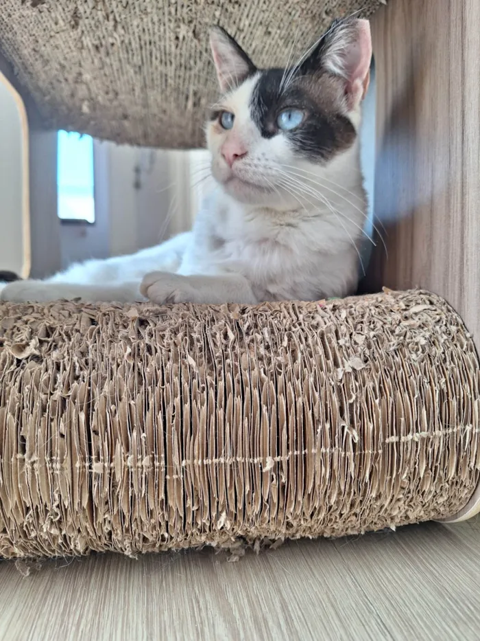 Gato ra a SRD-ViraLata idade 1 ano nome LILICA