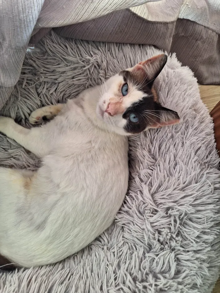 Gato ra a SRD-ViraLata idade 1 ano nome LILICA