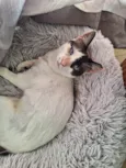 LILICA
