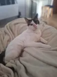 LILICA