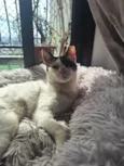 LILICA
