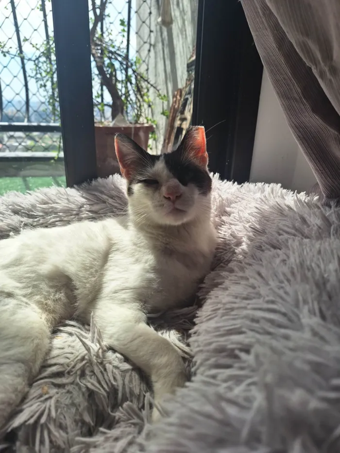 Gato ra a SRD-ViraLata idade 1 ano nome LILICA