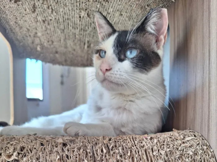 Gato ra a SRD-ViraLata idade 1 ano nome LILICA
