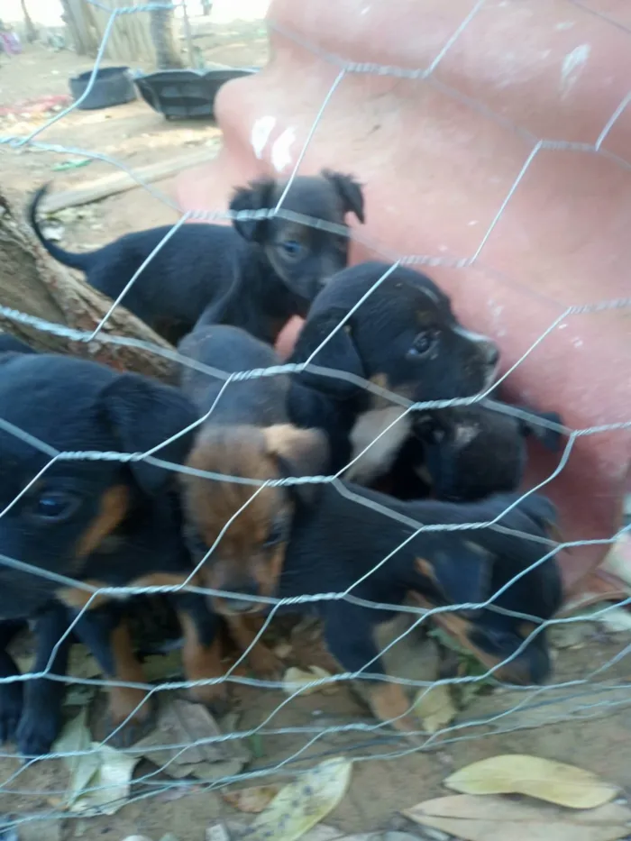 Cachorro ra a SRD-ViraLata idade 2 a 6 meses nome Chico