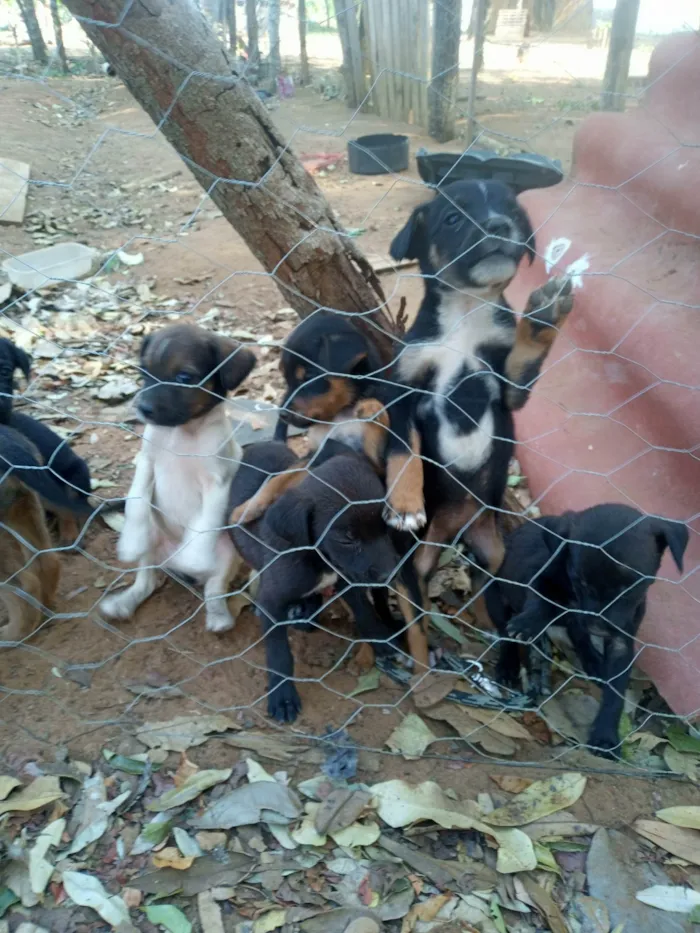 Cachorro ra a SRD-ViraLata idade 2 a 6 meses nome Chico