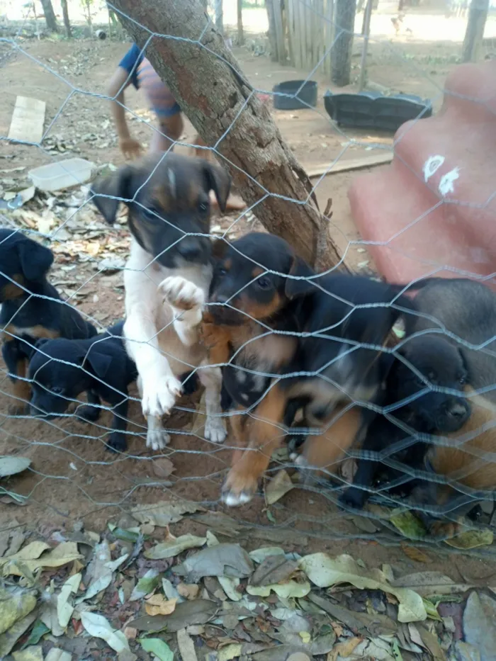 Cachorro ra a SRD-ViraLata idade 2 a 6 meses nome Chico