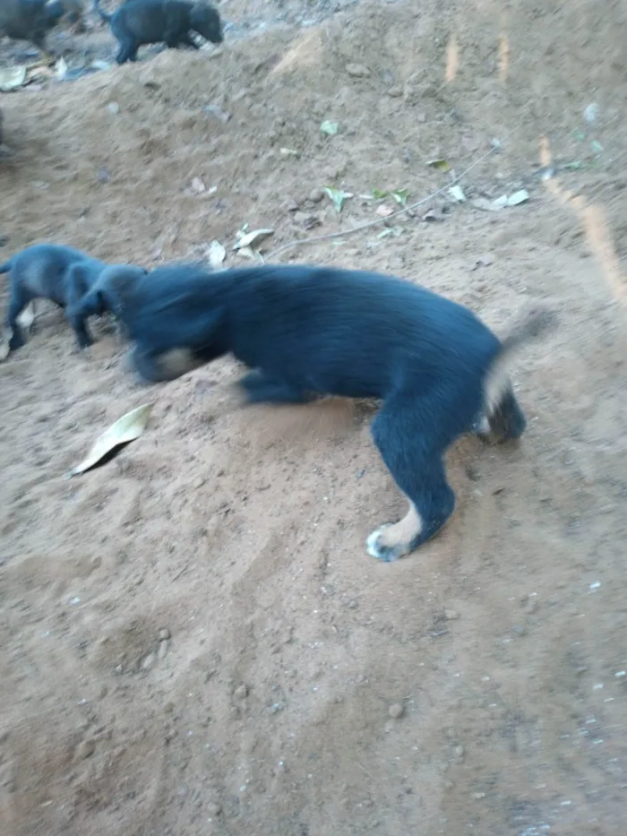 Cachorro ra a SRD-ViraLata idade 2 a 6 meses nome Chico