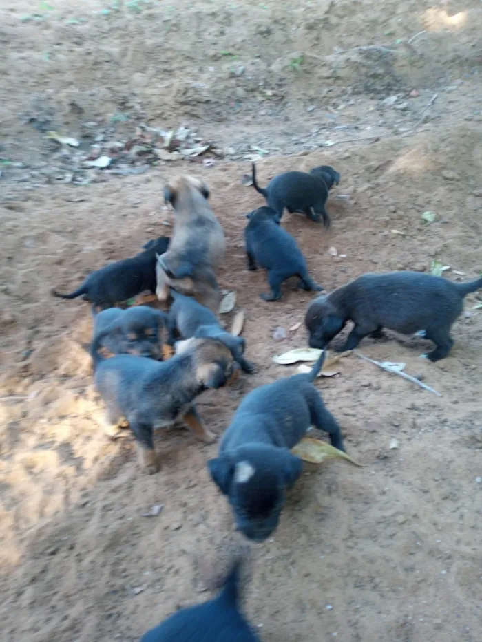 Cachorro ra a SRD-ViraLata idade 2 a 6 meses nome Chico