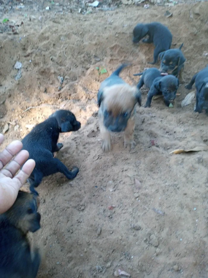 Cachorro ra a SRD-ViraLata idade 2 a 6 meses nome Chico