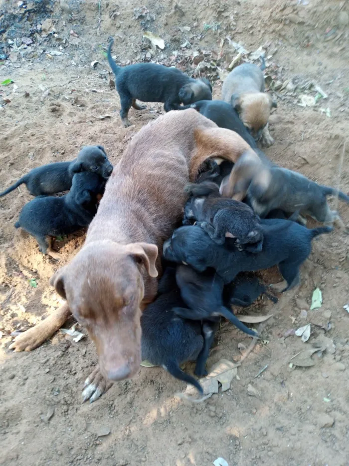 Cachorro ra a SRD-ViraLata idade 2 a 6 meses nome Chico