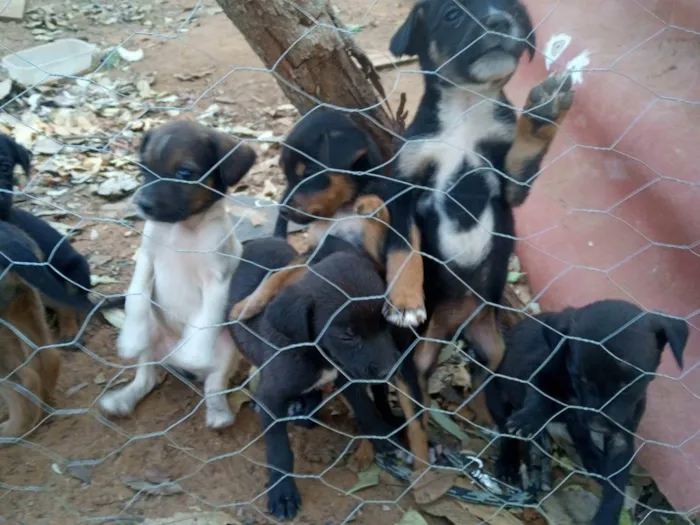 Cachorro ra a SRD-ViraLata idade 2 a 6 meses nome Chico