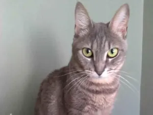 Gato raça srd tigradinha  idade 2 anos nome ADELLY