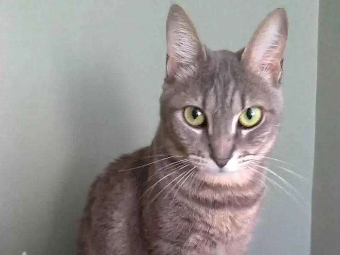 Gato ra a srd tigradinha  idade 2 anos nome ADELLY