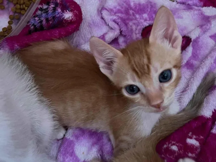 Gato ra a  idade  nome filhotes 