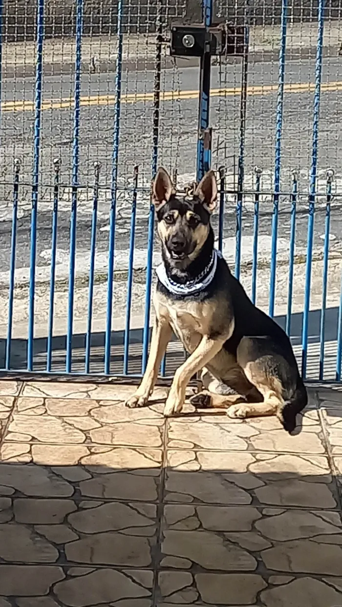 Cachorro ra a Desconhecida idade 1 ano nome Barry