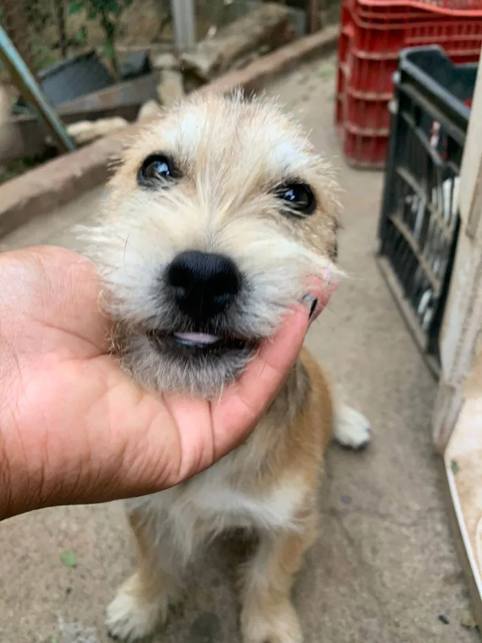 Cachorro ra a SRD-ViraLata idade 2 a 6 meses nome Tunico